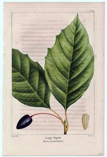 Medicinal Trees: Tupelo (Nyssa) Hophornbeam/Ironwood (Ostrya) and Sourwood (Oxydendron)