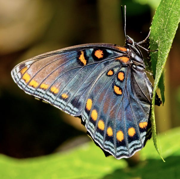 We are all butterflies - by Elizabeth Marro - Spark