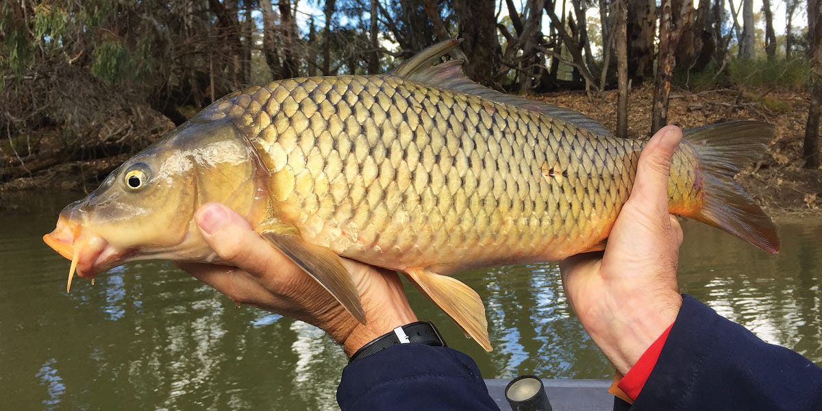 Carp disease shows up in area lakes as researchers look for ways virus  could control the invasive fish - Alexandria Echo Press