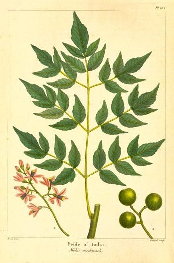 Medicinal Trees: Chinaberry (Melia azedarach) and Wax Myrtle (Morella cerifera or Myrica cerifera)