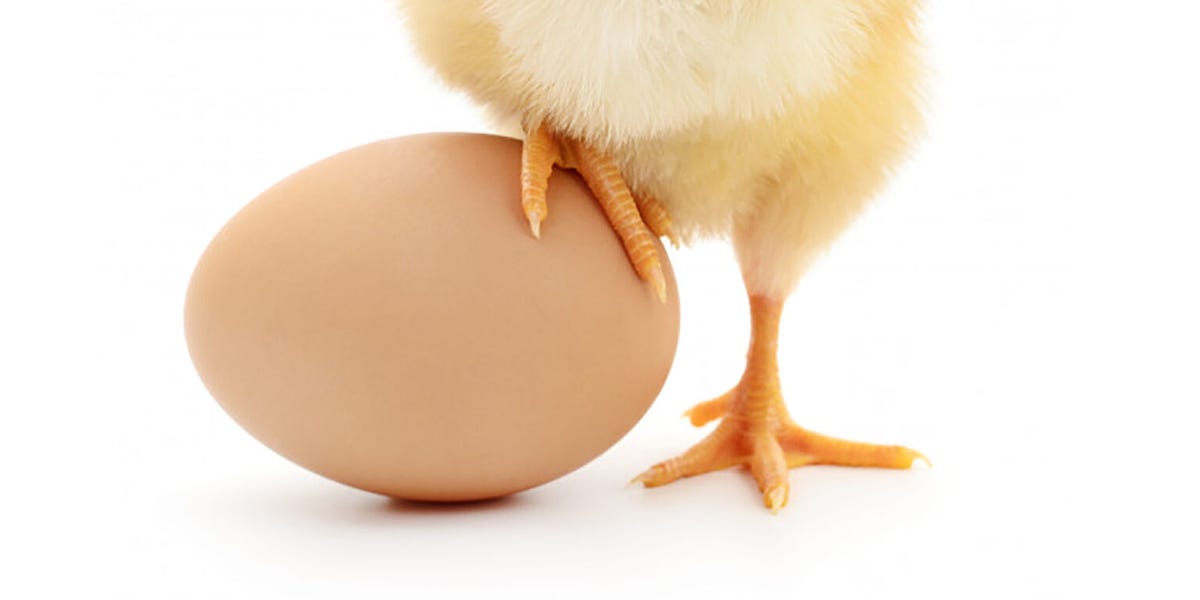 Chicken model laying egg - Scripting Support - Developer Forum