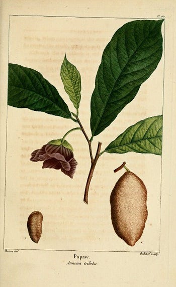 Medicinal Trees: Asimina triloba, the Pawpaw