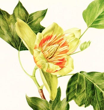 Medicinal Trees: Tuliptree (Liriodendron tulipifera), Tulip Poplar