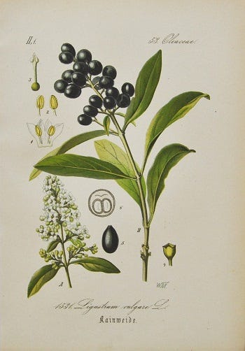 Medicinal Trees: Privett (Ligustrum) and Sweetgum (Liquidambar)