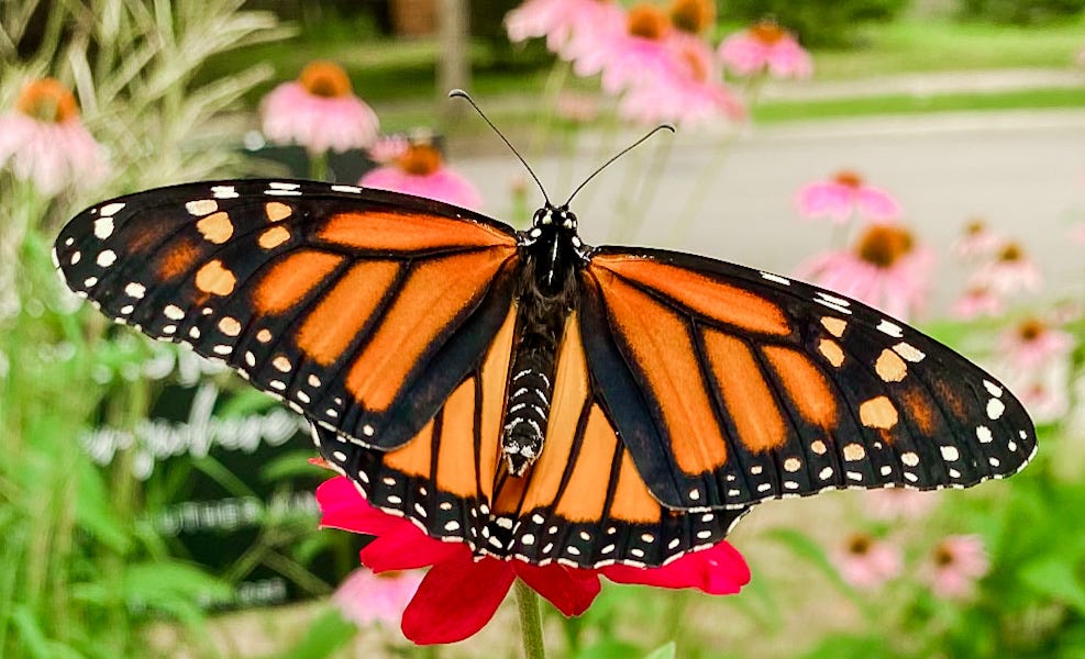 Blundering Gardener: Many readers were waiting for the butterflies to  flutter by – Twin Cities