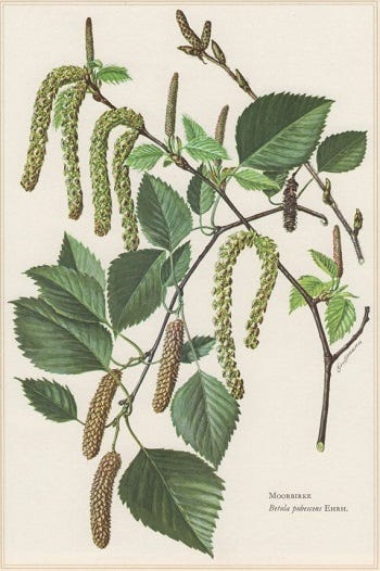 Medicinal Trees: Betula, Birch