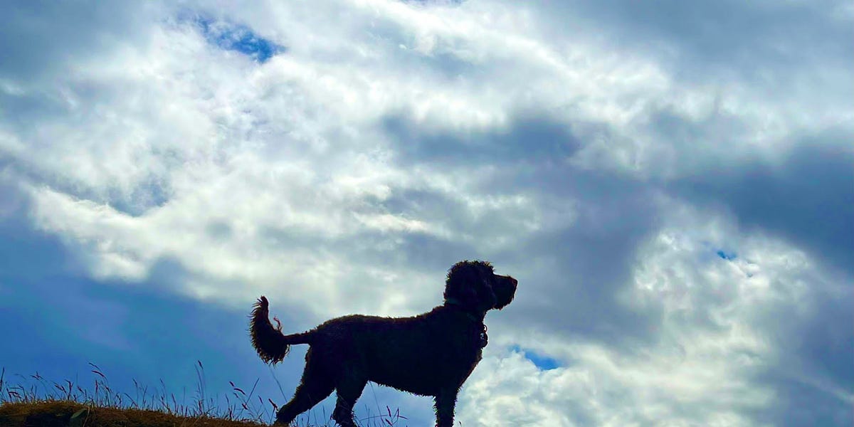 Walking with a dog