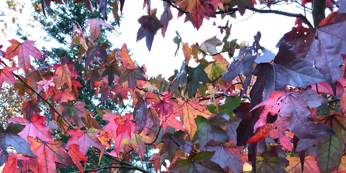 Walking into autumn