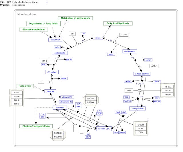 The Krebs Cycle The Origin of Life? by Ugo Bardi