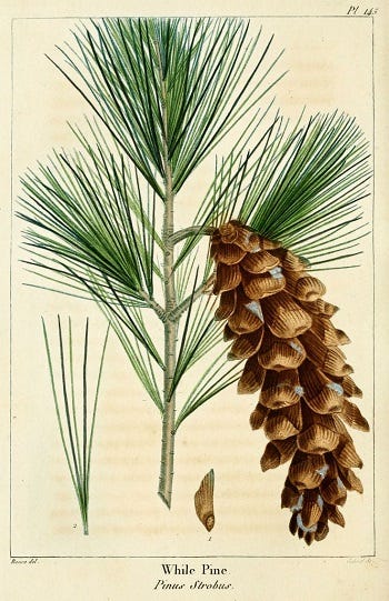 Medicinal Trees: Pine (Pinus)