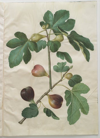 Medicinal Trees: Ficus, Fig (my favorite fruit)