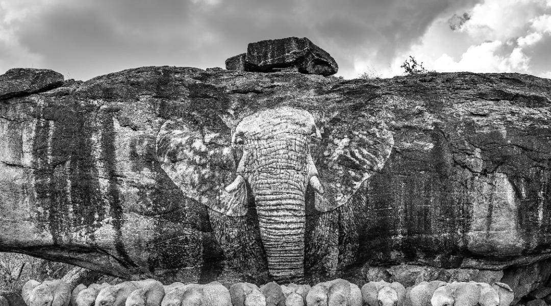 Mkapa Awards photo exhibit at Four Arts showcases wildlife of Africa