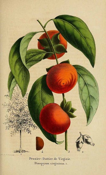 Medicinal Trees: Cunninghamia lanceolata, Cyrilla racemiflora (Swamp Titi) and Diospyros virginiana (common persimmon)
