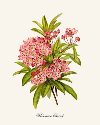 Medicinal Trees: Mountain Laurel (Kalmia latifolia) and Crape-myrtle (Lagerstroemia indica)