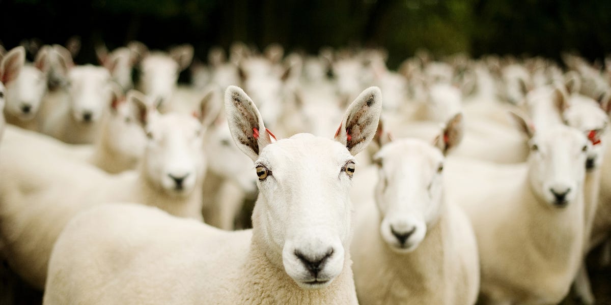 Sheeple Who Need Sheeple - Vimarsana News
