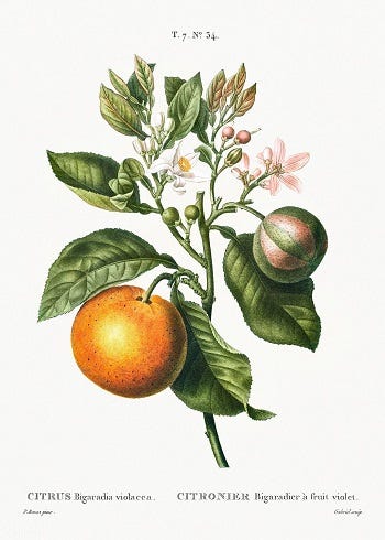 Medicinal Shrubs and Woody Vines: Citrus trifoliata, Bitter Orange