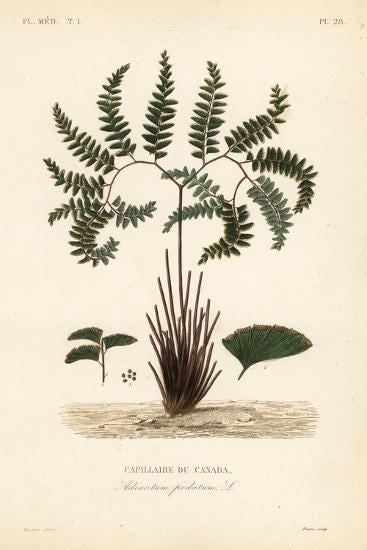 Medicinal Ferns and Fern Allies: Adiantum pedatum, Northern or True Maidenhair Fern
