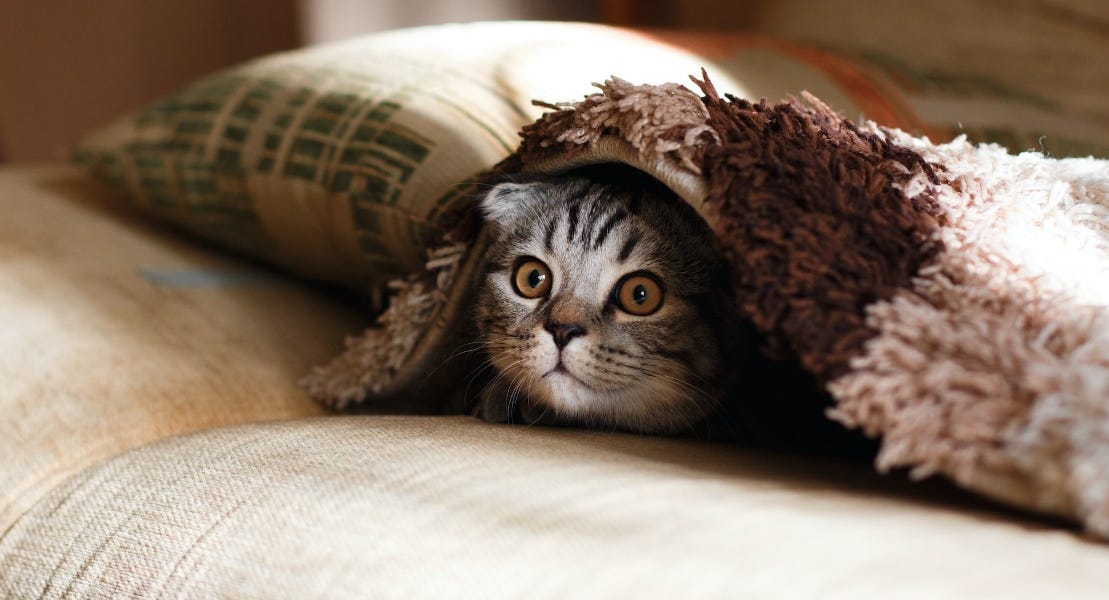 Fringe Biology: Kitty Litter vs. Traffic Safety