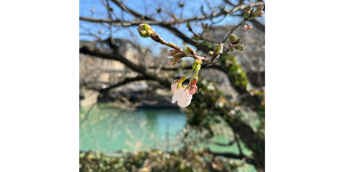 The Sakura Diaries, part 1 - The Clearing by Katherine May - Substack