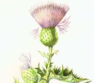 Show 177: Bull Thistle and English Ivy