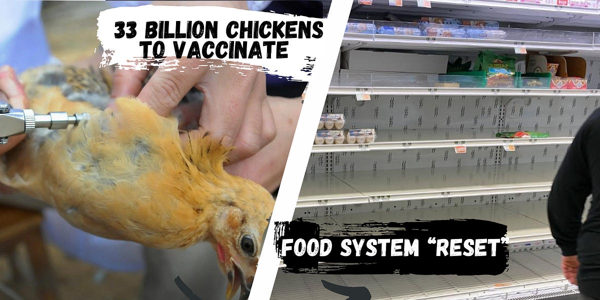 Scamdemic Bird Flu: Vaccines for 33 Billion Chickens? Digital Food Rationing? The End of Animal Agriculture?