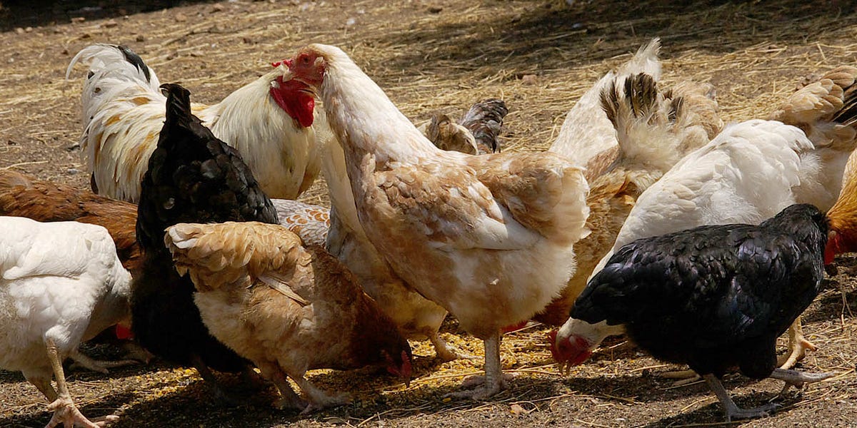 Should chickens eat meat? by Fiona