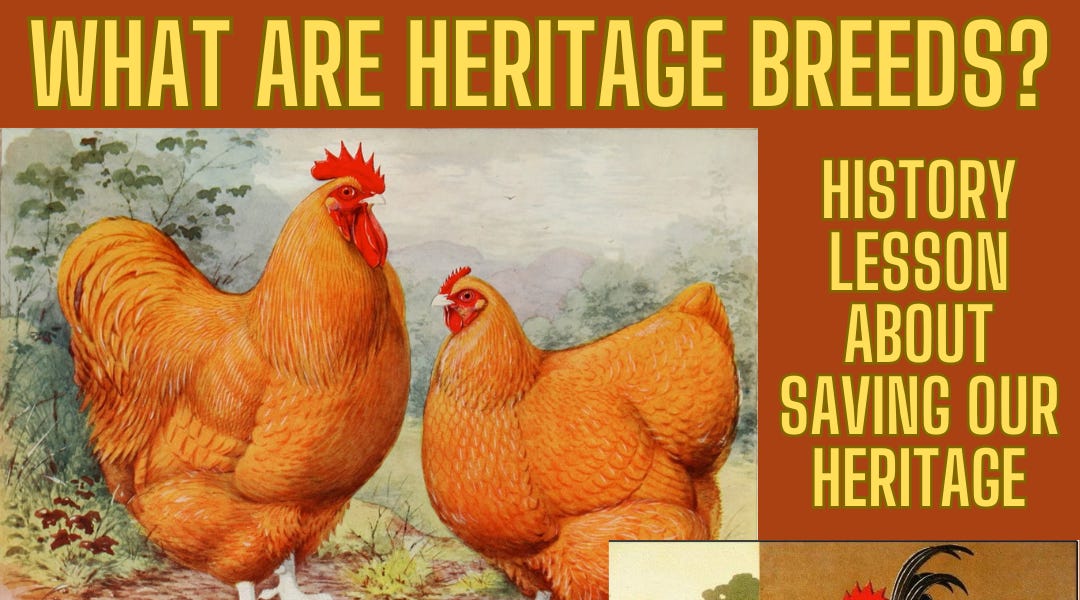 Where Does Your Food Come From? History of Heritage Breed Animals - CHICKENS