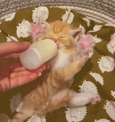 Repeal CHIPS And Salsa! Tabs, Wed., March 12, 2025