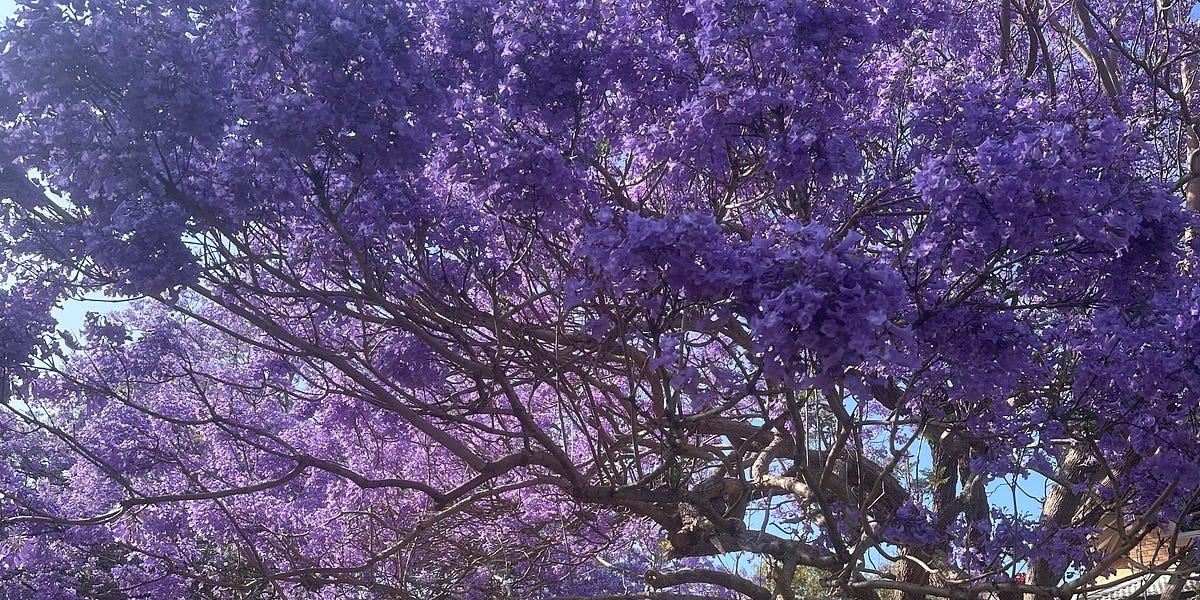 Defining Strength Bella’s Substack