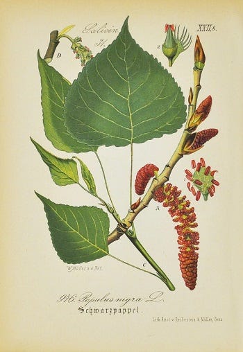 Medicinal Trees: Poplar (Populus)