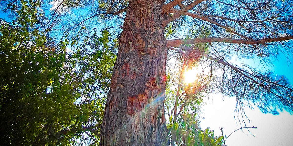 Trees In Memory by LiteraryLynneMarie Lynne’s Substack