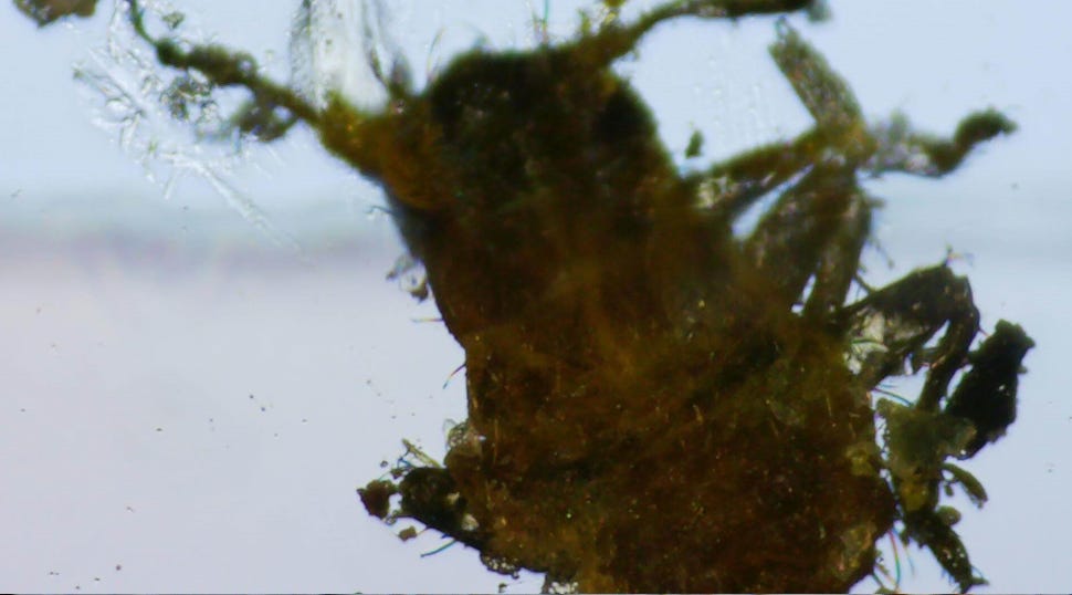 anamihalceamdphd.substack.com