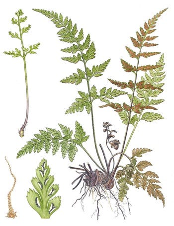 Medicinal Ferns and Fern Allies: Asplenium adiantum-nigrum, Black Maidenhair Fern, Male Black Fern or Black Spleenwort