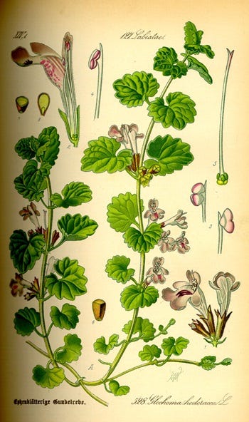 Show 201: Ground Ivy, American senna, Setaria, Sinapsis arvensis and Rocket