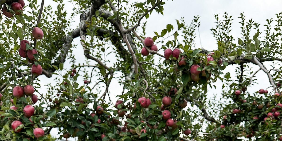 Bitter and Sweet by Lindsay Cameron Wilson Food Stories