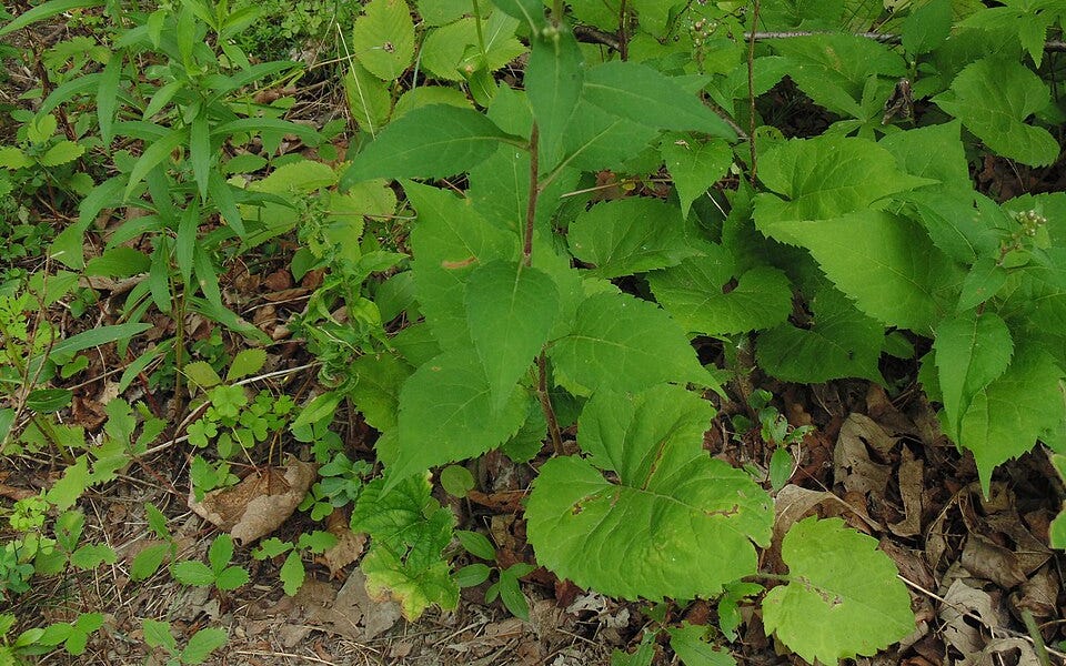 From the Spring Foraging Cookbook: Large Leaf Aster and Bass/Linden/Lime tree