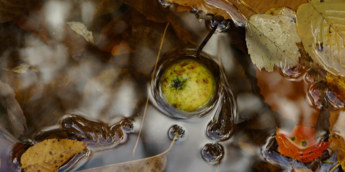 The Blind by Kristina Stykos Vermont Ridgerunner