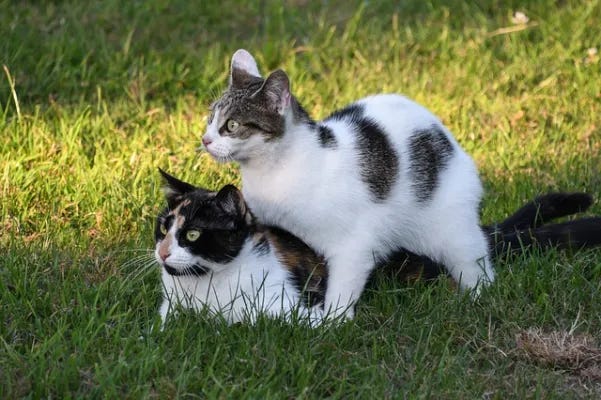 "Infertility Virus" to Sterilize Stray Cats: New Gene Therapy Approach Could Work on Humans, Too