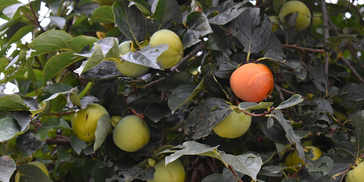 Fall Begins, with Persimmons and Etymology