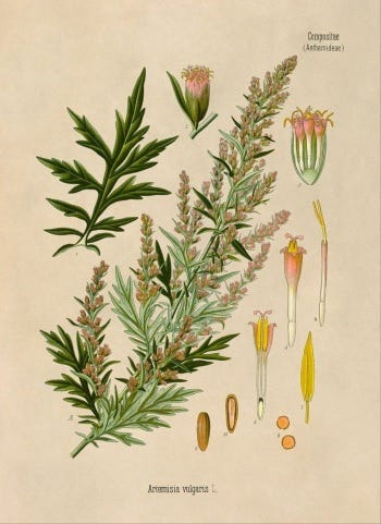 Show 154: Mugwort and Chili Oil