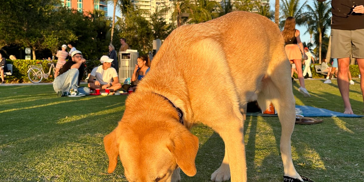 What Should I Feed My Dog? And 5 Other Questions You Should Be Asking