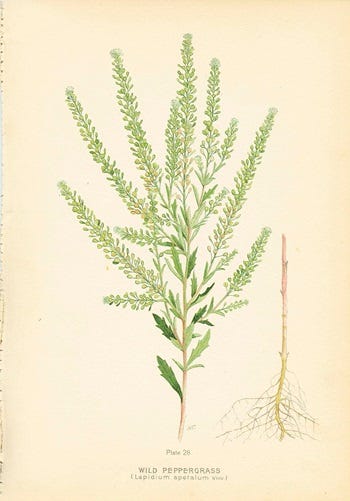 Show 218: Lost Skills, Oxeye Daisy, Peppergrass, Indigo Bush, Aronia and Arundinaria