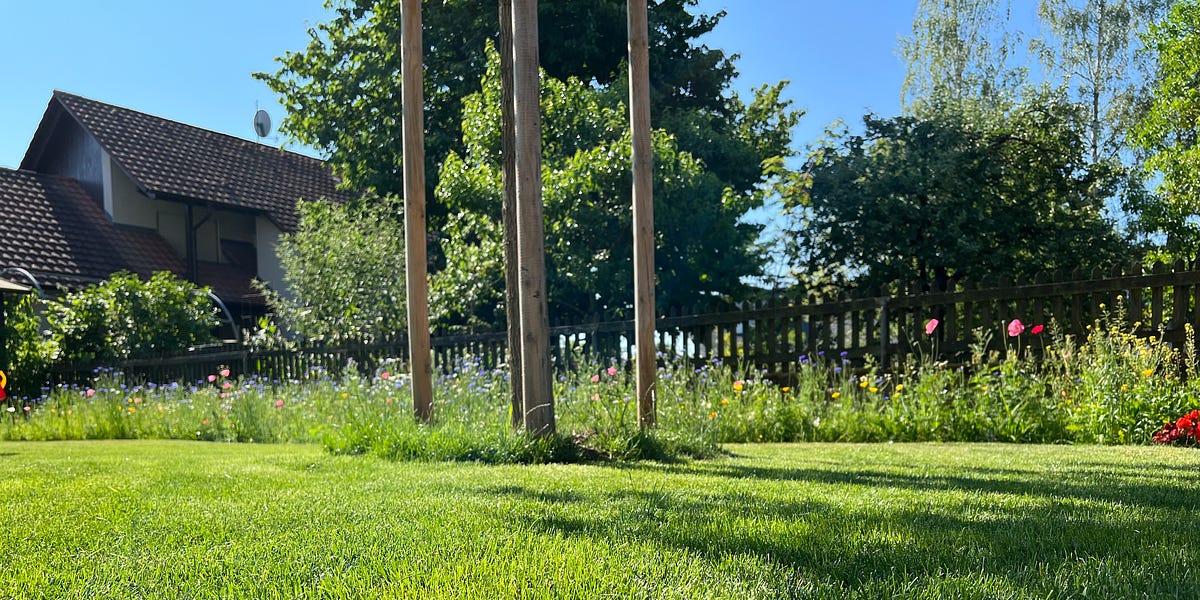 In my neighbor’s garden stand two birches, tall and elegant, making pleasant sounds in the wind. Right next to them is an apple tree on which someti
