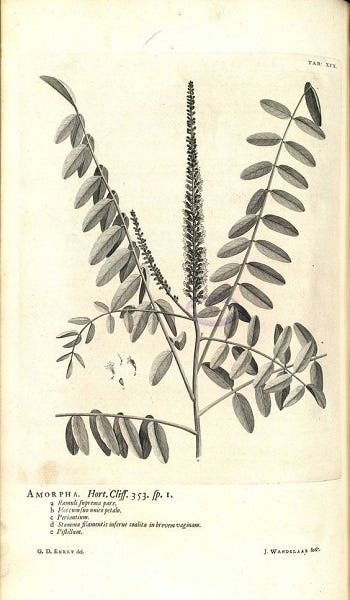 Medicinal Shrubs and Woody Vines: Amorpha, Indigobush and Aronia