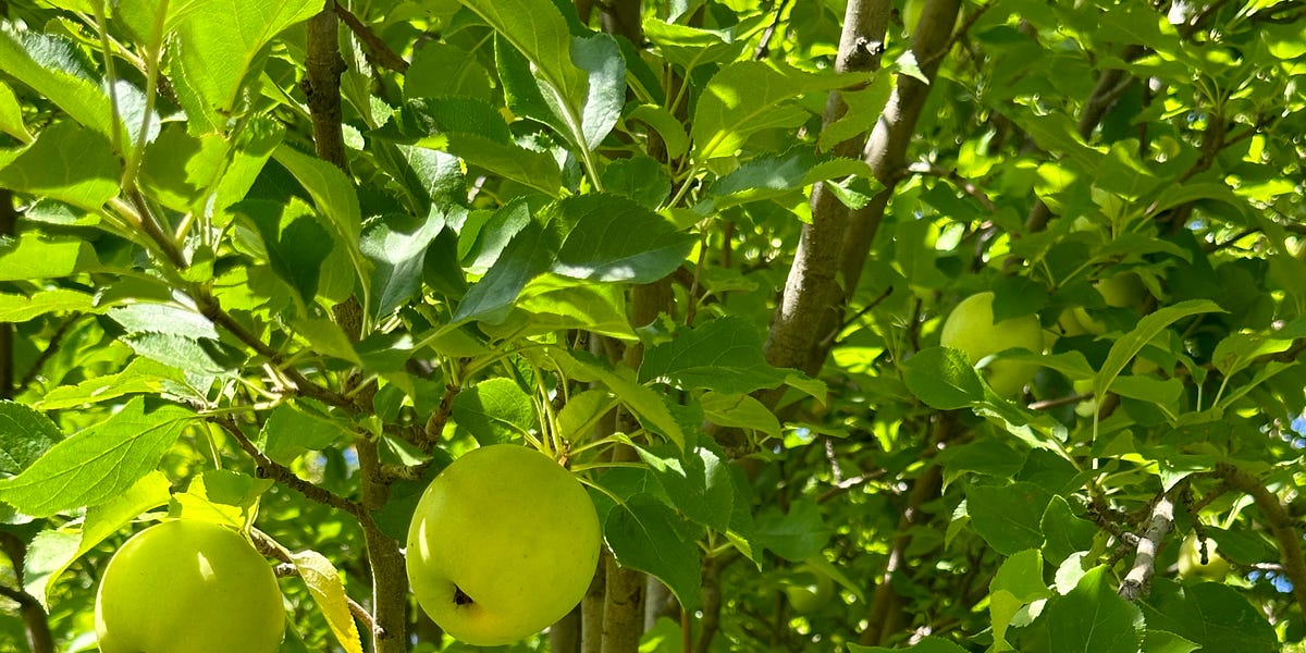 Apples in Early Fall