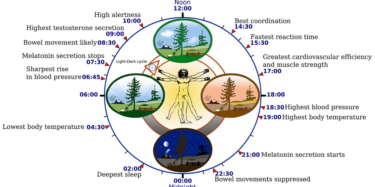 Circadian rhythms, non-native EMF and leptins