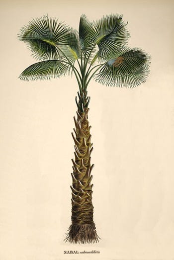 Medicinal Shrubs: Sabal Palmetto, Palmetto and Salicornia, Glasswort