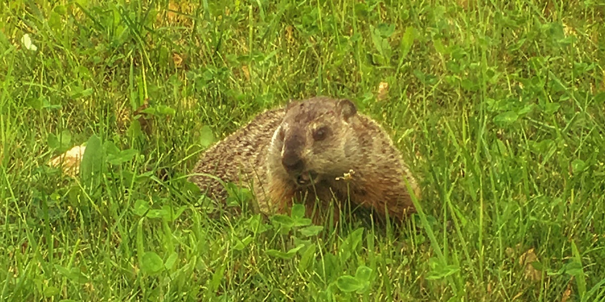 When does Groundhog Day Season start?