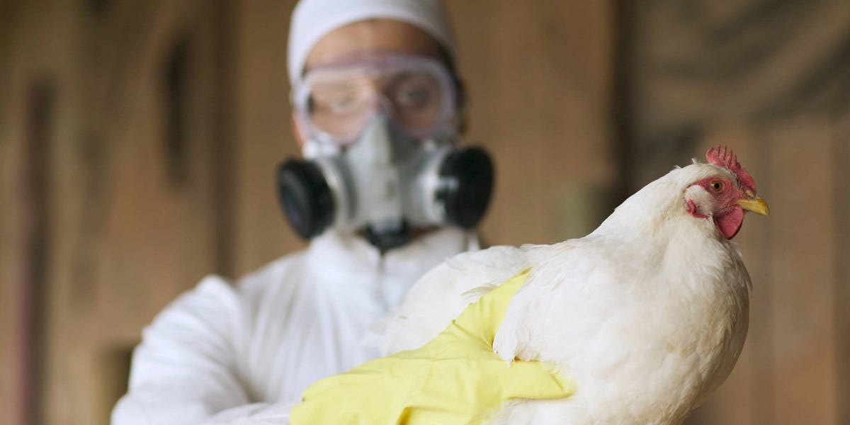 The great Bird Flu scare is back