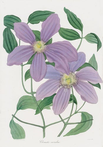 Show 227: Soloman's Seal, Sorrel and Clematis